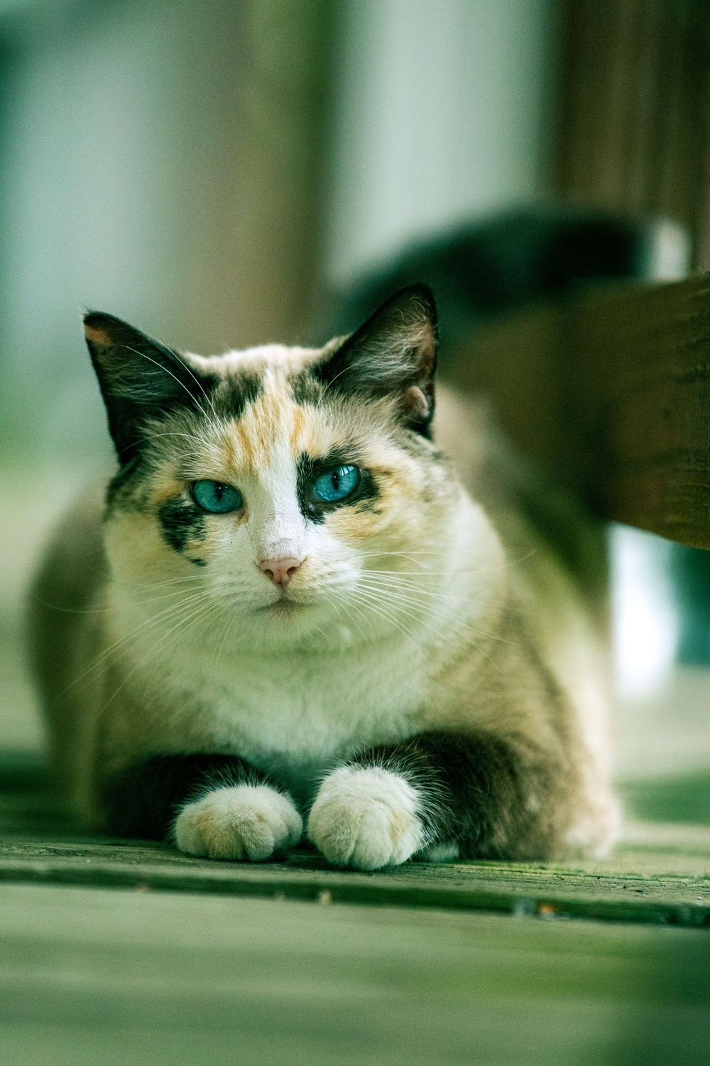 A Siamese cat with striking blue eyes and cream-colored fur lies relaxed on a wooden surface in soft lighting.