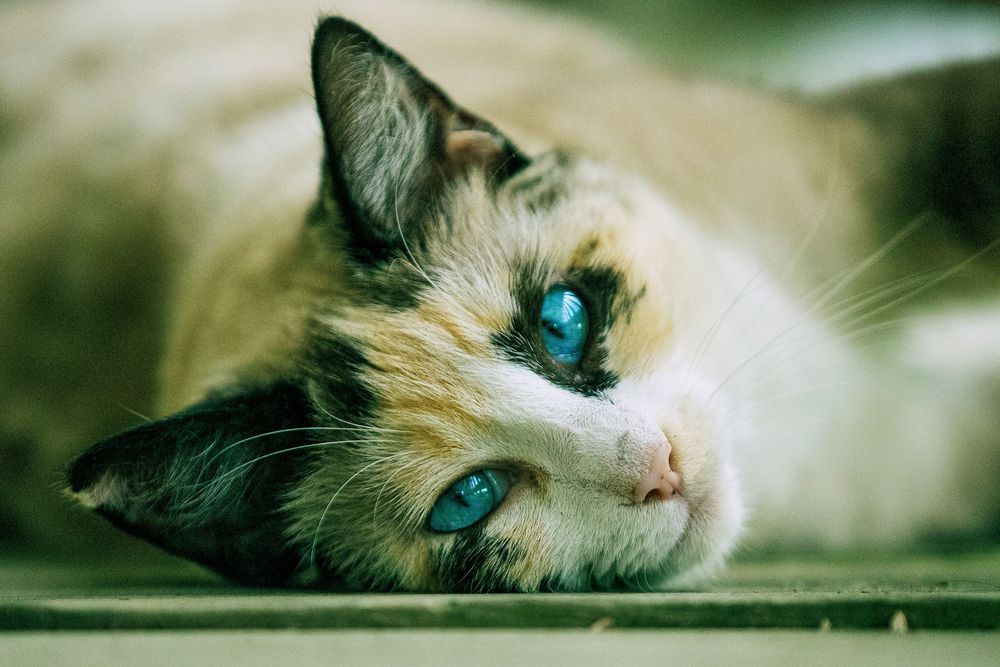 Close-up collage of a Siamese cat's striking blue eyes, nose, and partial face features in soft focus.