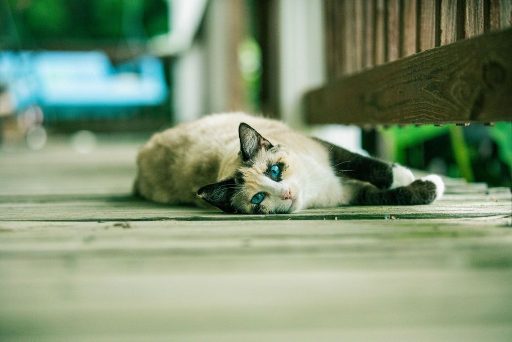 A Siamese cat with blue eyes lies lazily on a wooden porch floor with greenery visible in the background.