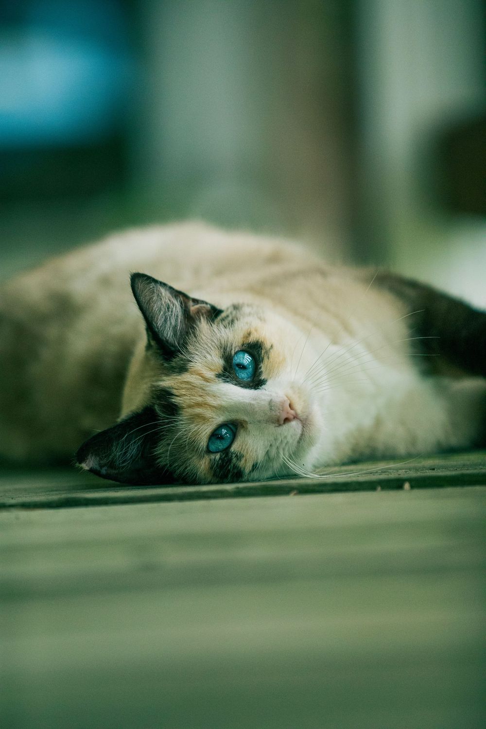 A Siamese cat with striking blue eyes lies on a surface while multiple photos show different angles of its contemplative gaze.