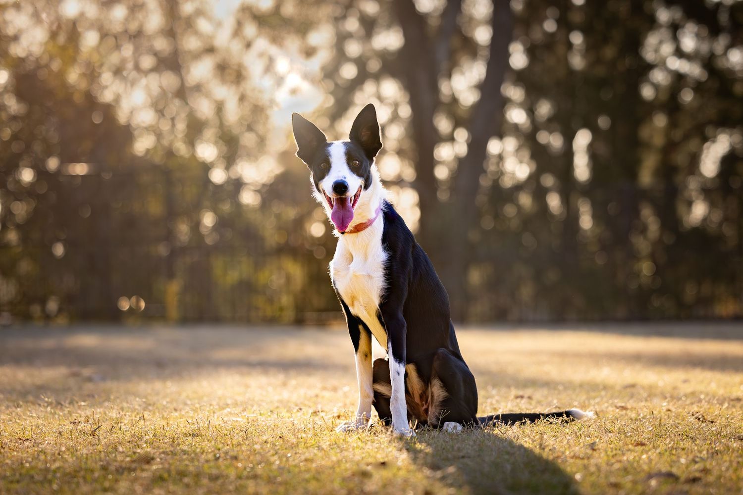 Border Collie dogs playing in sunlit field during golden hour.
