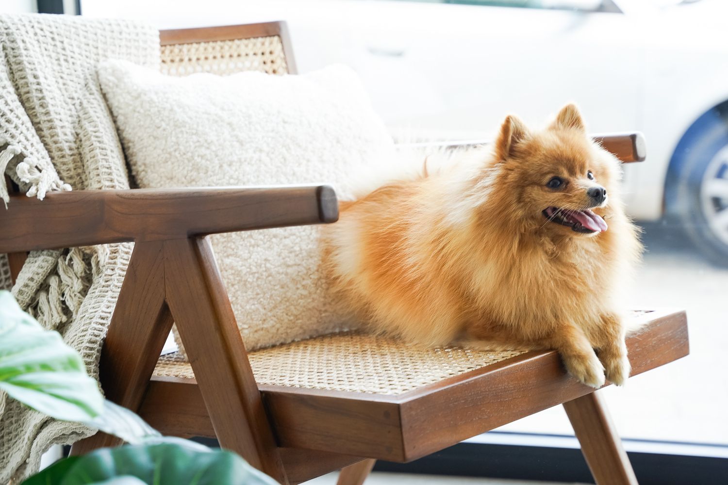 Orange Pomeranian dog lounging on wooden chair with white cushions.