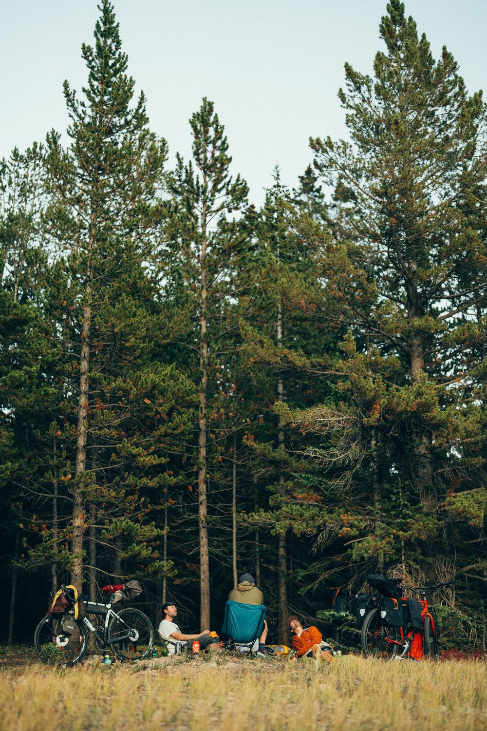 Tents and camping gear set up along a treeline of tall pine trees during an outdoor adventure.