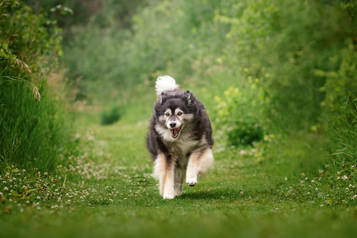 Rescue-dog-neeko-playing-red-deer-alberta-pet-photographer-summer-portrait-session