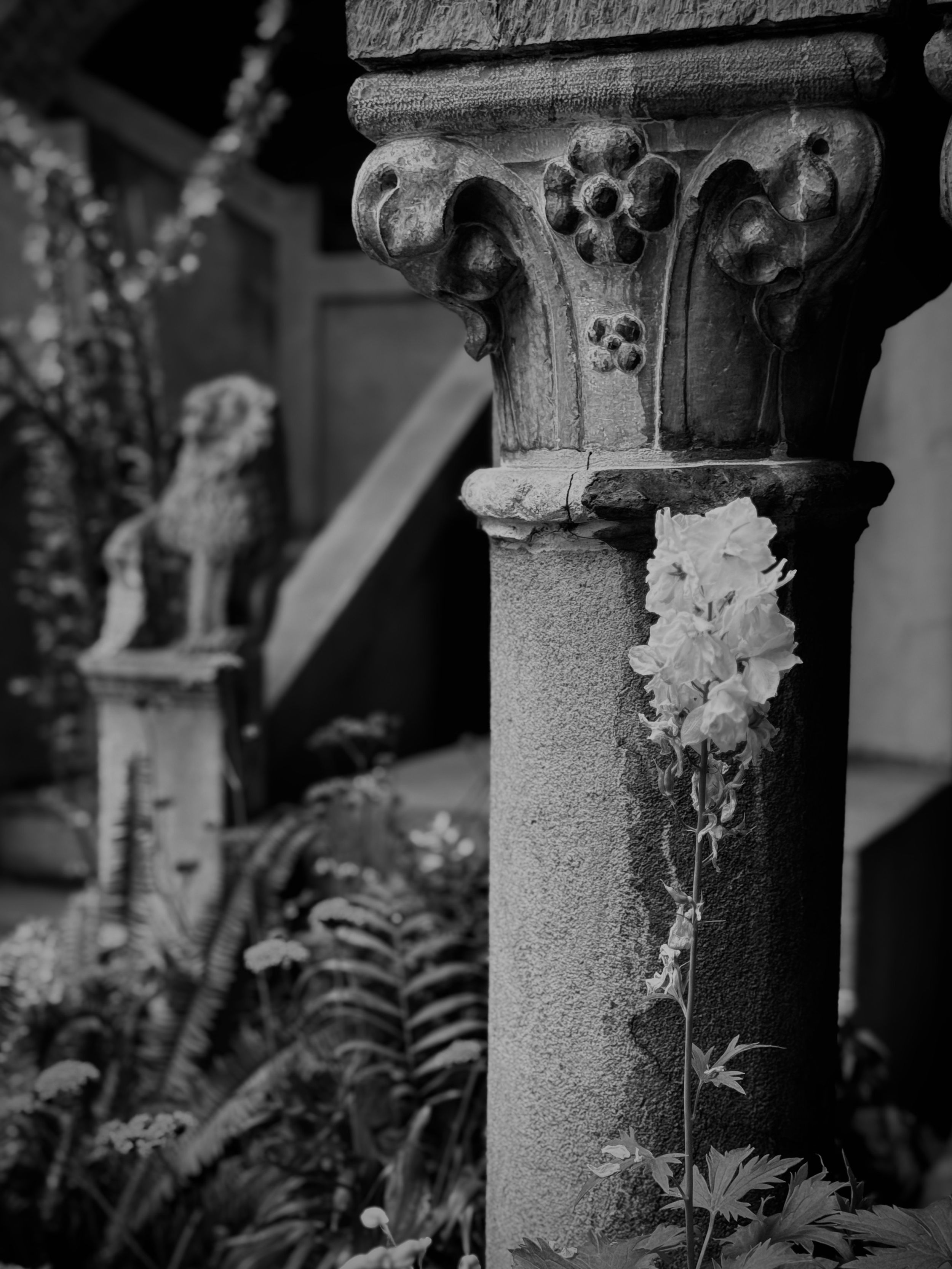 Black and white architectural detail of ornate stone column with Corinthian capital and delicate white flowers growing beside it.