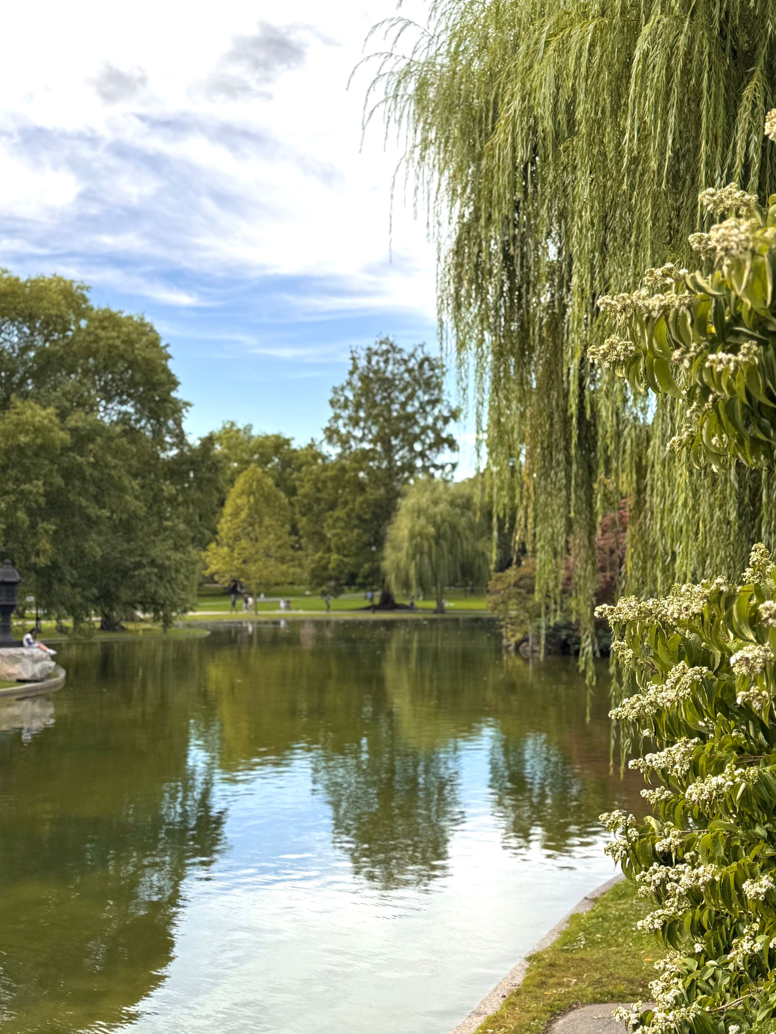 A serene pond with weeping willow trees and reflective water in a peaceful park setting under blue skies.