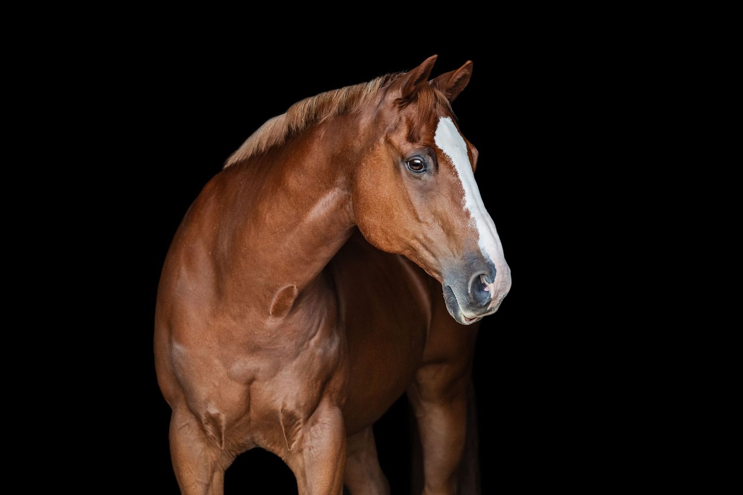 Chestnut horse, 3/4 body black background portrait.