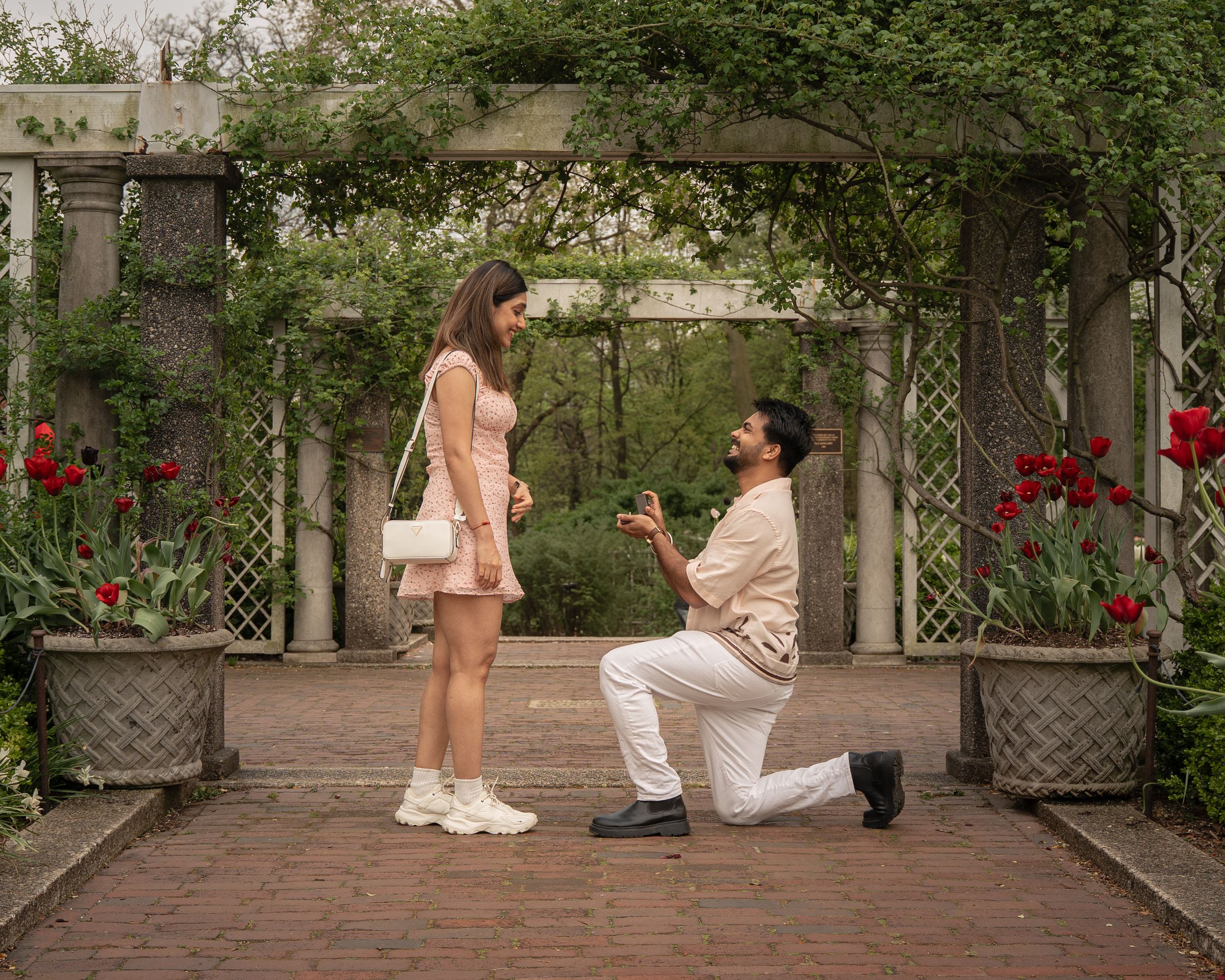 Man proposing on one knee to woman in a beautiful garden with red tulips and white trellis arbor.