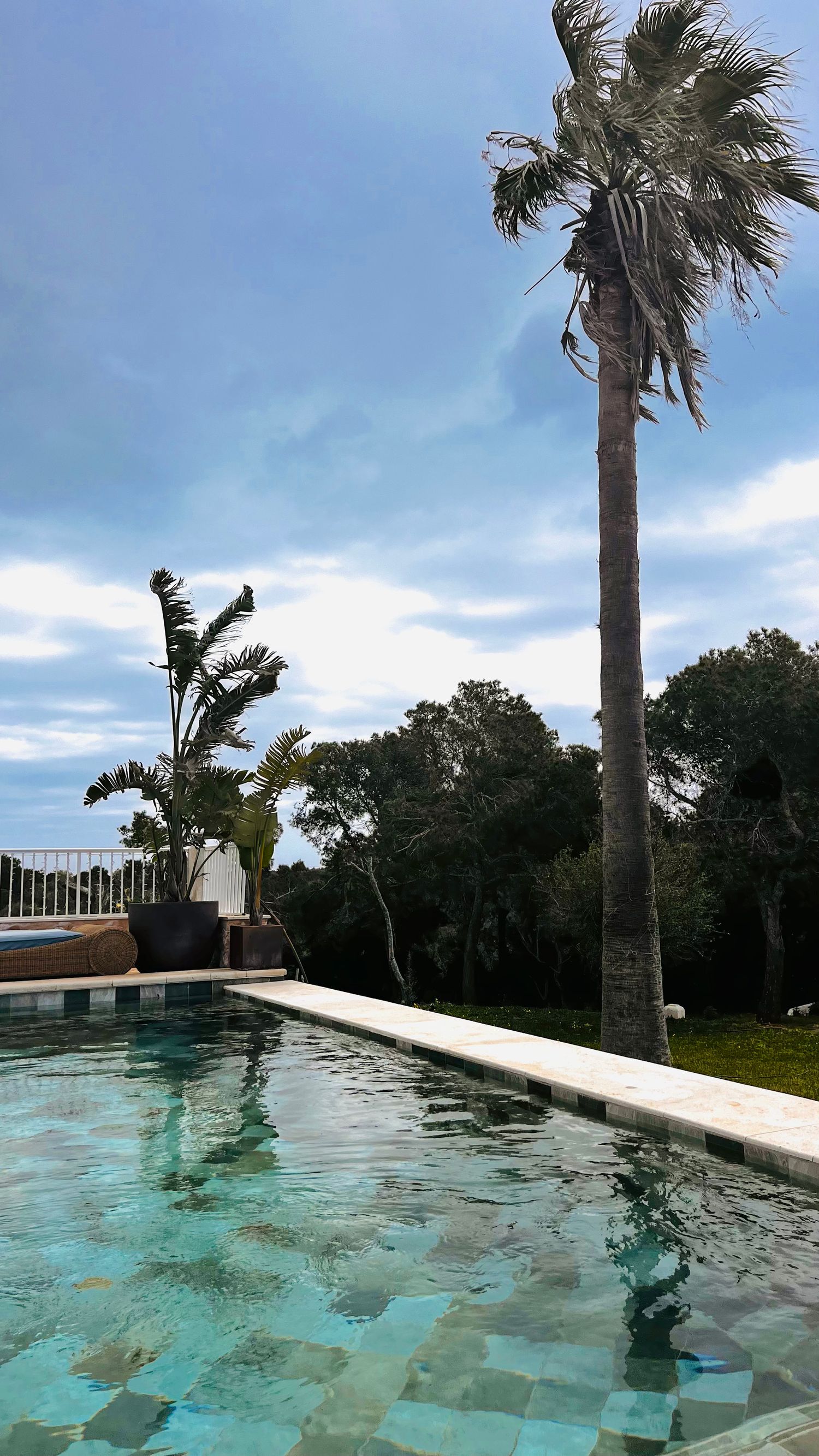 A swimming pool with clear blue water surrounded by palm trees and lush greenery on a sunny day.