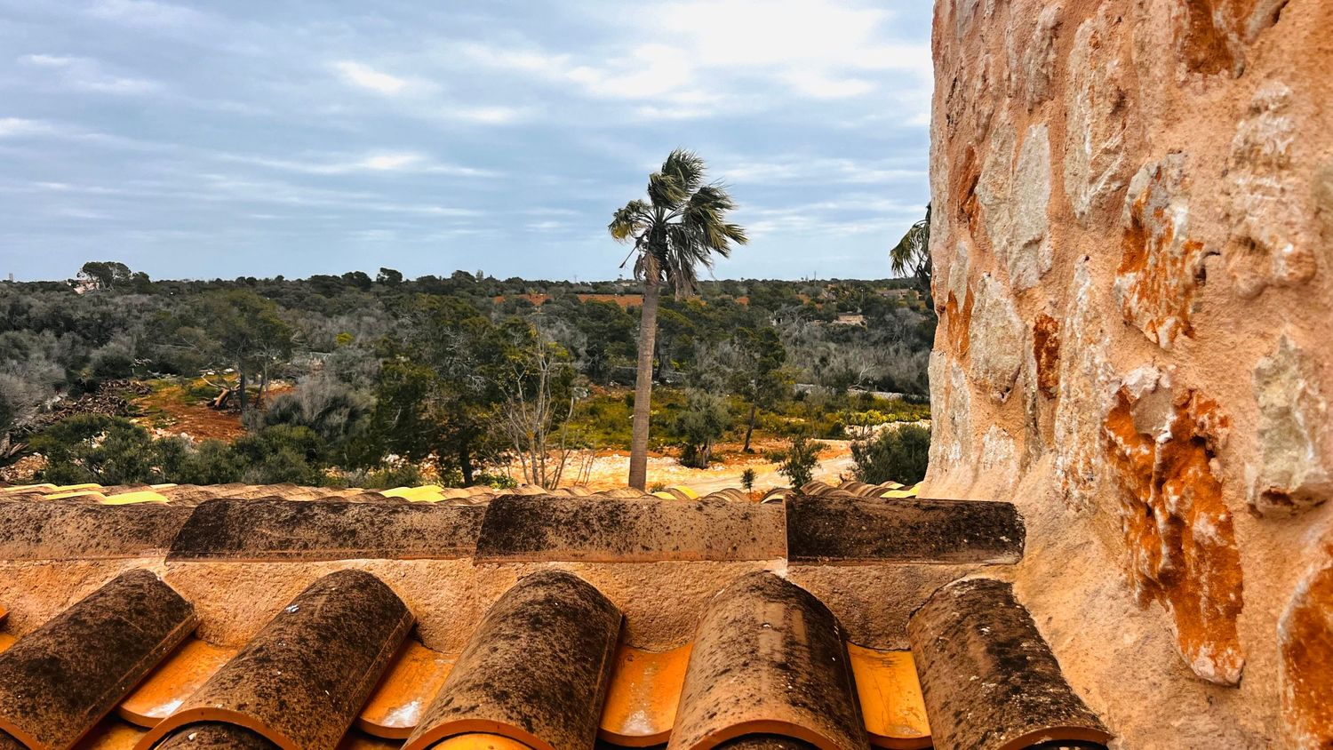 A scenic landscape with a palm tree, rocky cliffs, and a rural countryside in the background.