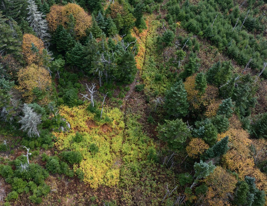 Drone view of a game trail in the mountains of maine