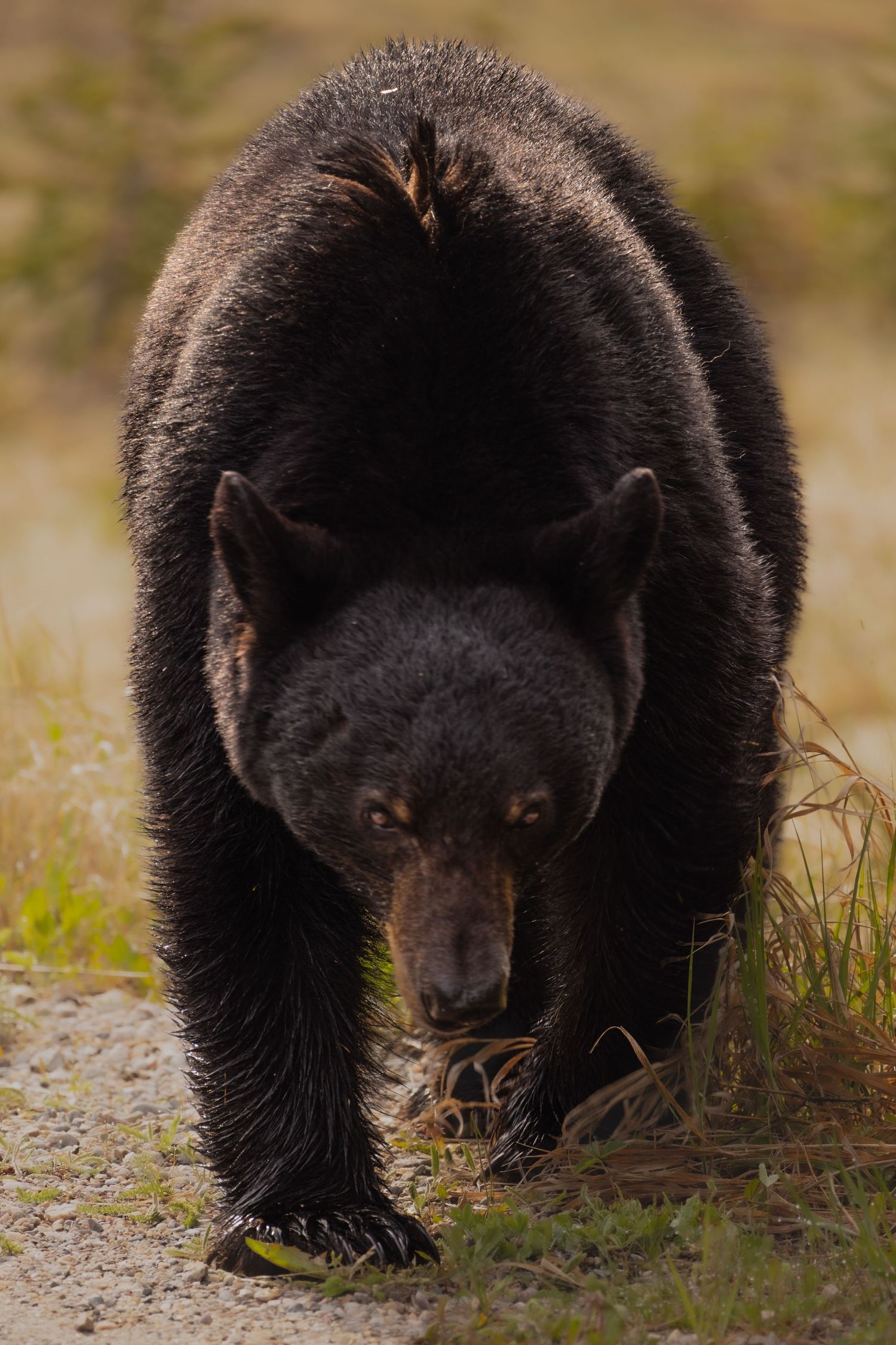 A ferocious black bear, they may look cute but are amongst the most feared predators in the Canadian Rockies