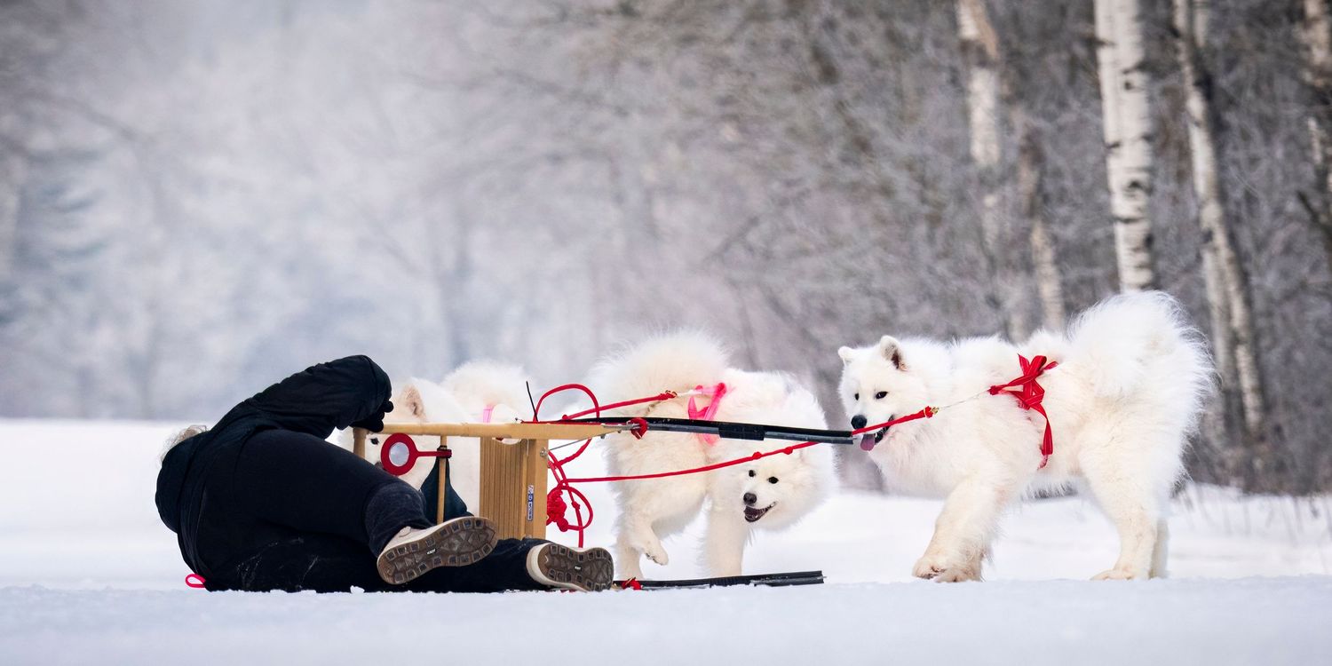 A group of dogs pulling a sled through snowy terrain during a winter dog sledding adventure.