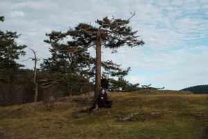 A scenic landscape with pine trees on a hilltop against a cloudy blue sky.