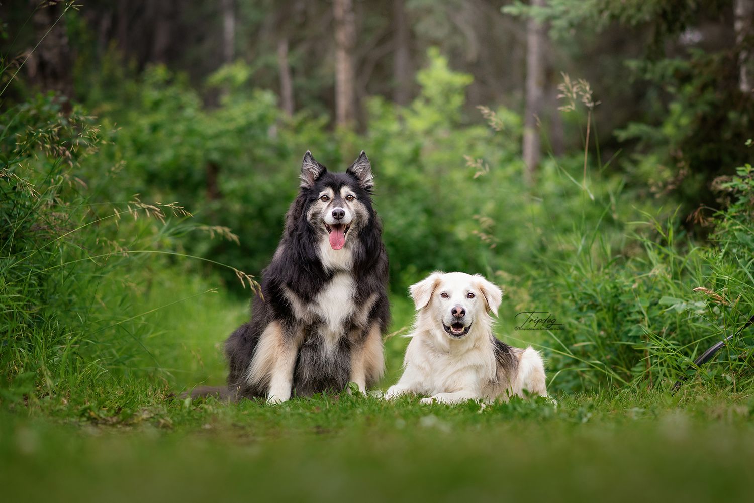 Two dogs, a dark husky mix and a white Labrador, sit together on green grass in a lush forest setting.