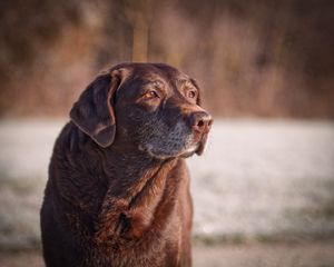 Porträt eines braunen Labradors im Außenbereich. Hochwertige Tierfotografie und ausdrucksstarke Tierbilder von der Lichtkapsel.