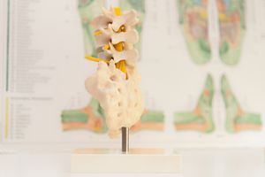 Detailaufnahme eines Wirbelsäulen-Modells in einer Praxis für Physiotherapie in Forchheim. Professionelle Businessfotografie.