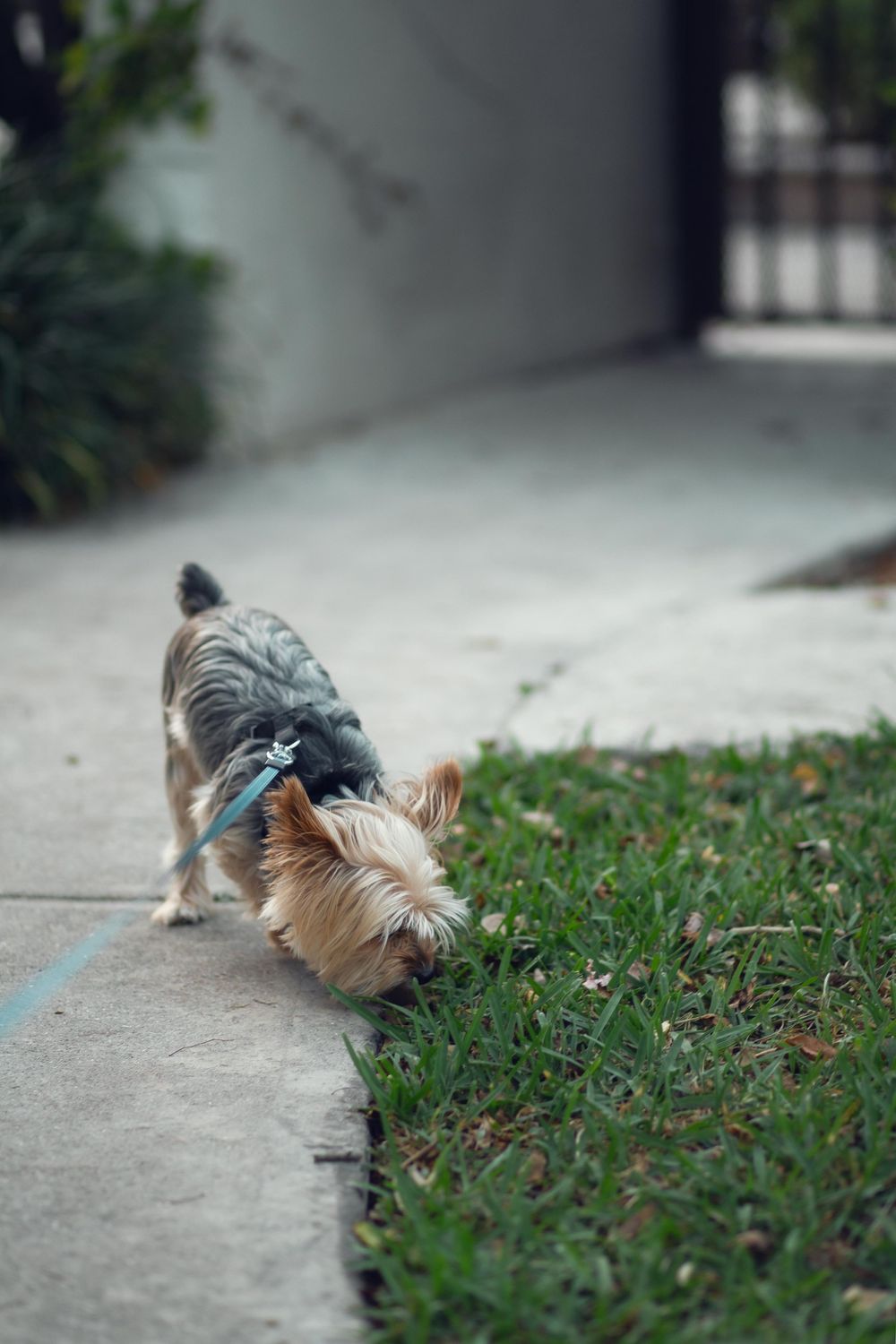 Pet photography by Miami-based photographer Teá Mox.
