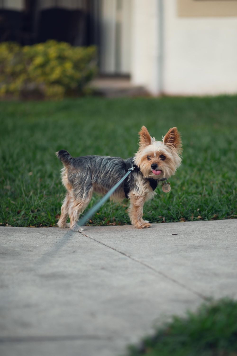 Pet photography by Miami-based photographer Teá Mox.