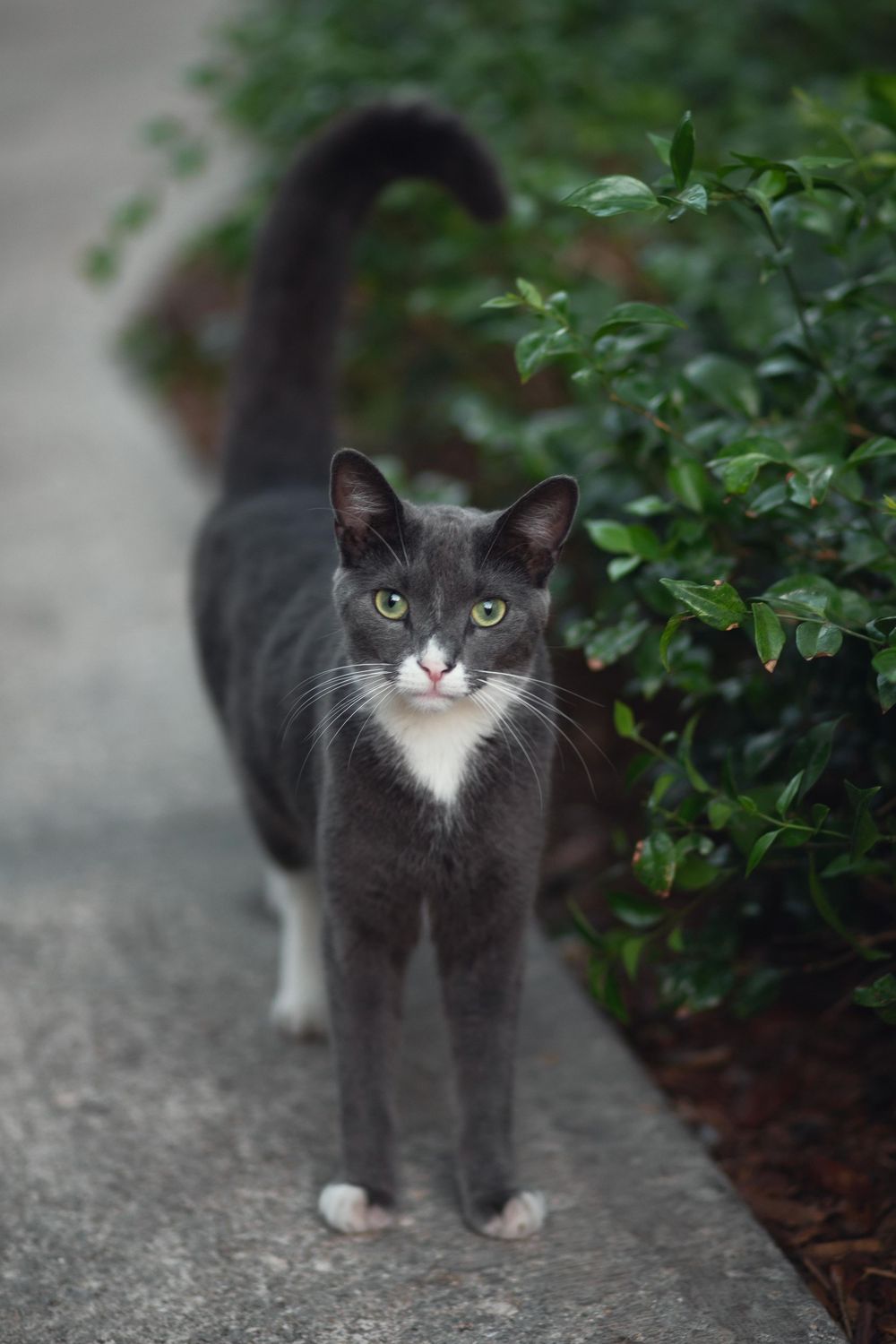 Pet photography by Miami-based photographer Teá Mox.
