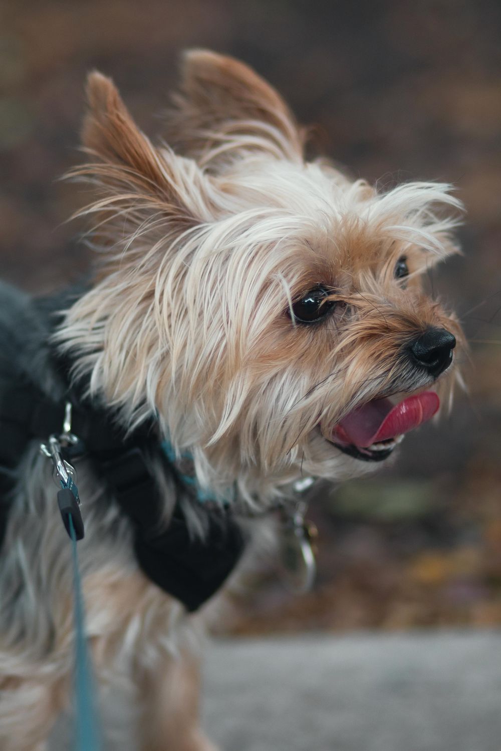 Pet photography by Miami-based photographer Teá Mox.