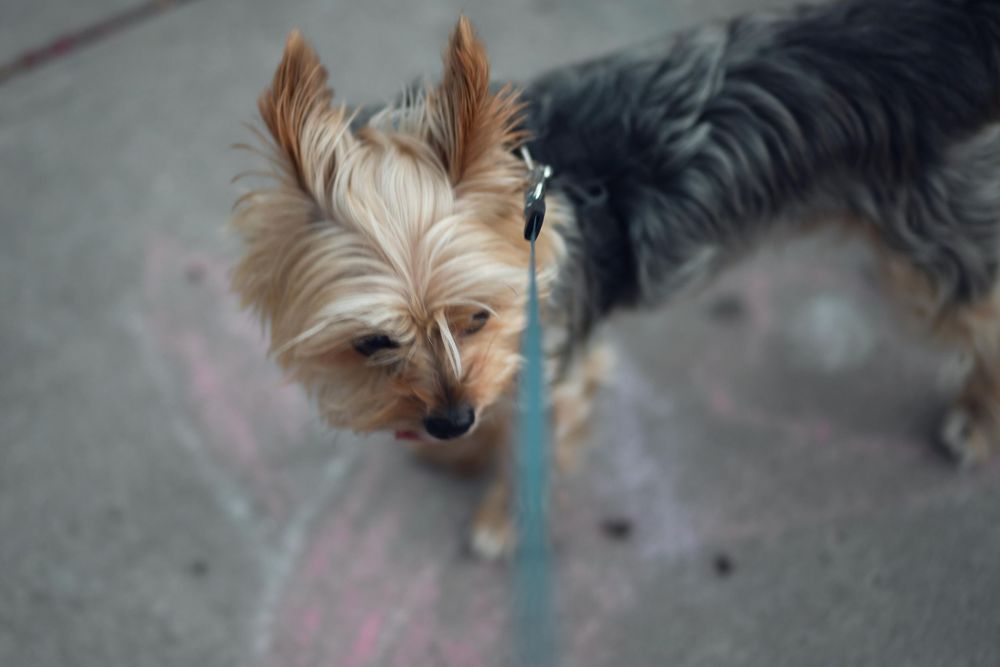 Pet photography by Miami-based photographer Teá Mox.
