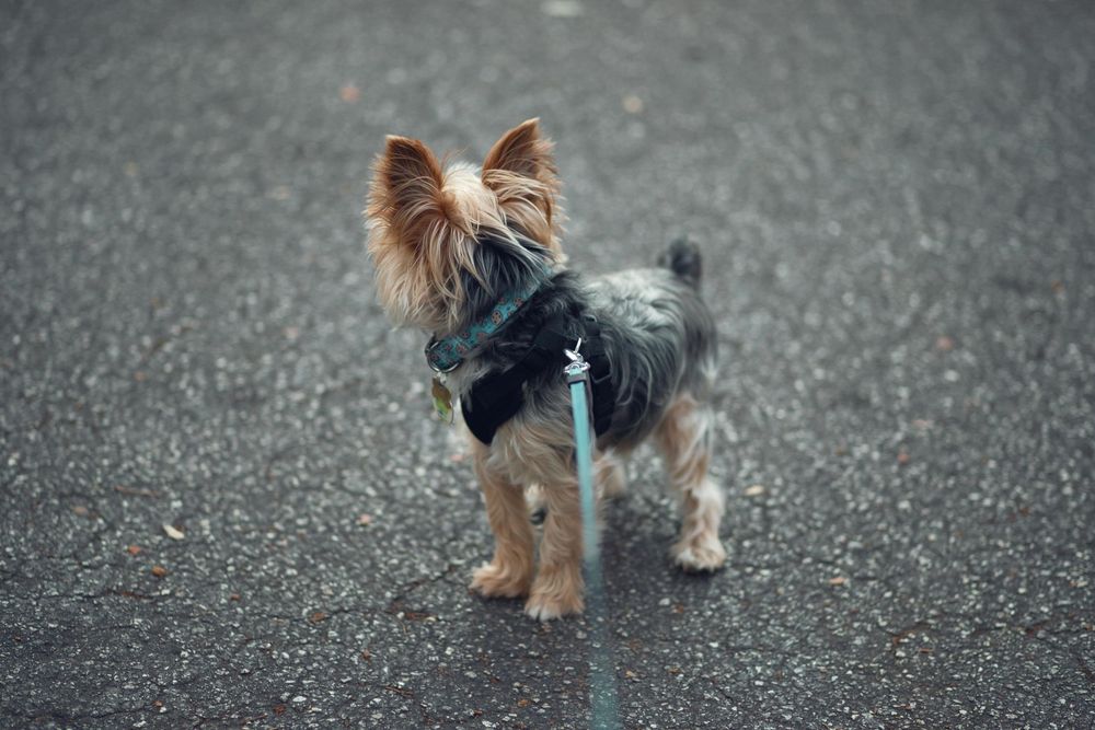 Pet photography by Miami-based photographer Teá Mox.
