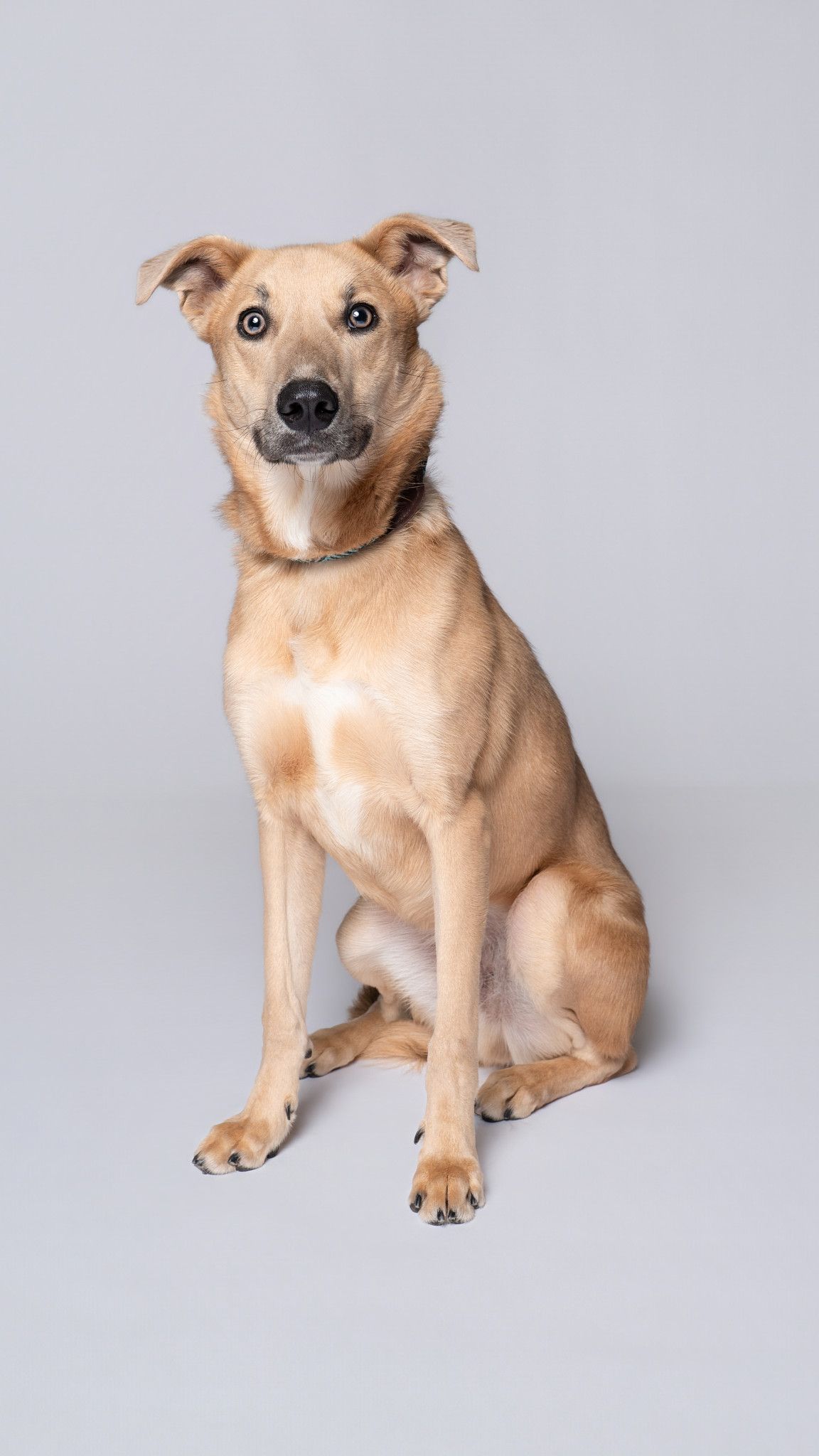 A tan mixed breed shelter dog sits in against a light gray background in a Houston dog shelter.