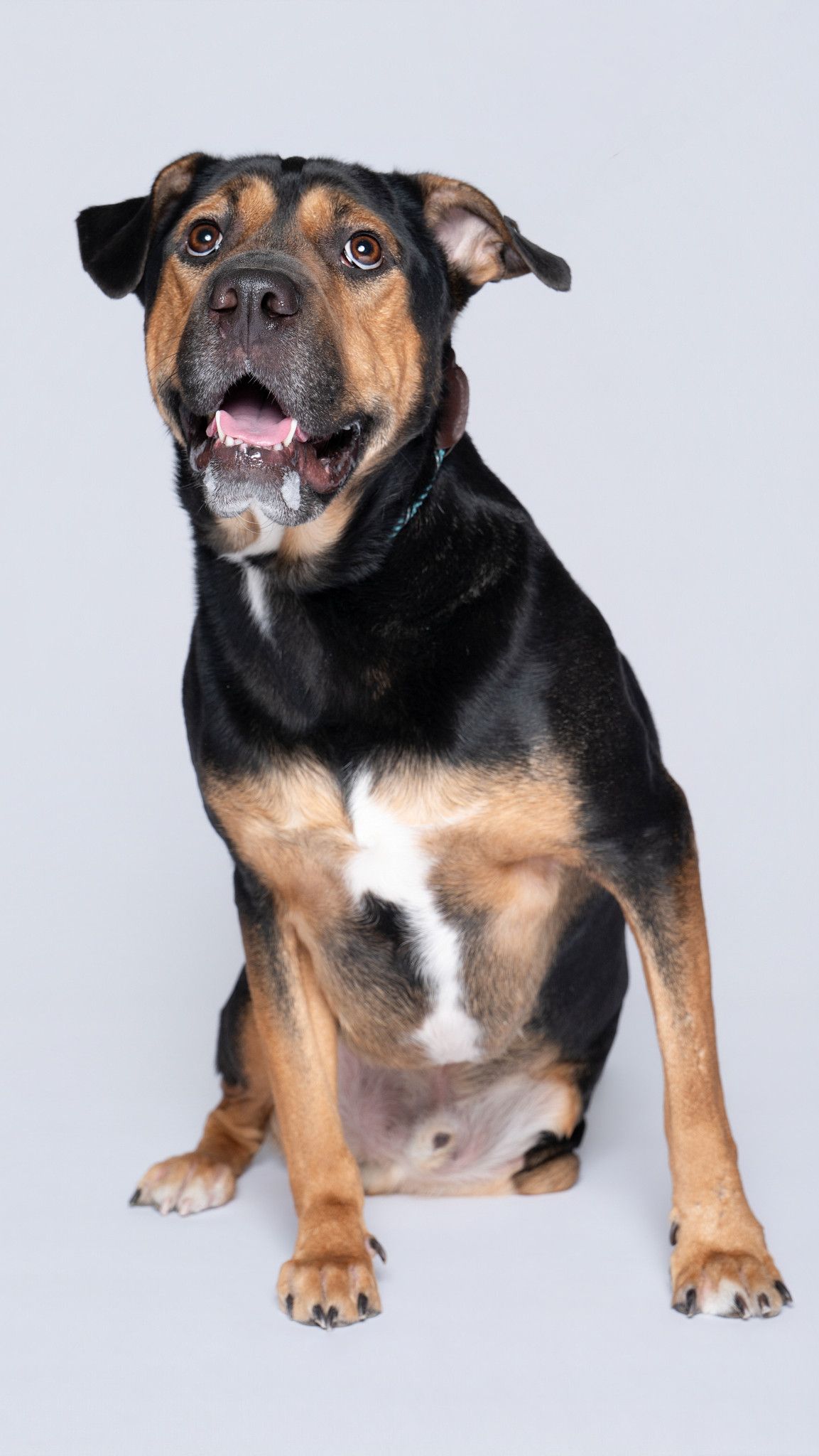 A happy black, tan and white mixed breed dog sitting and smiling against a light gray background.