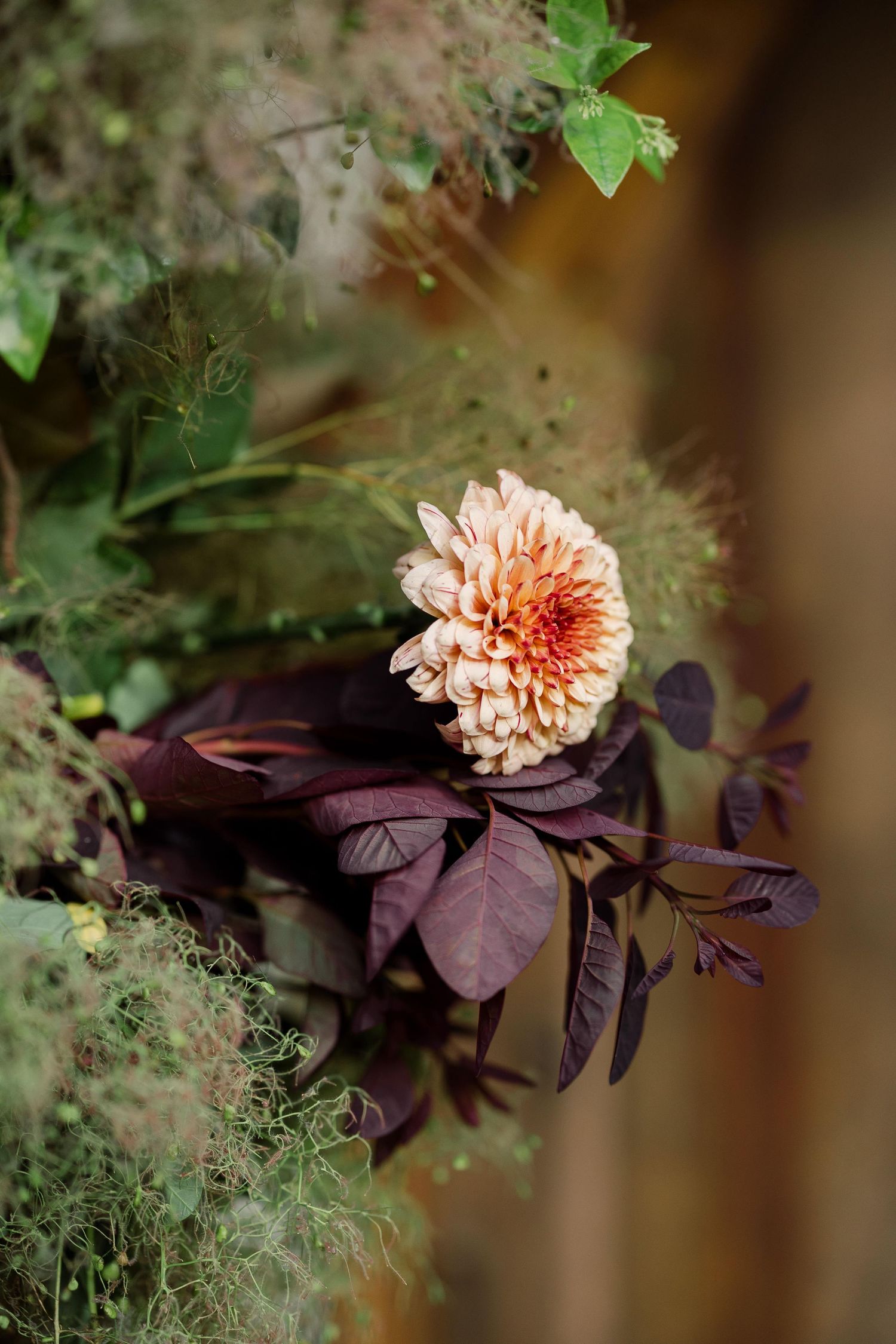 Peach-colored chrysanthemum blooms contrast beautifully against dark purple leaves in a garden setting.