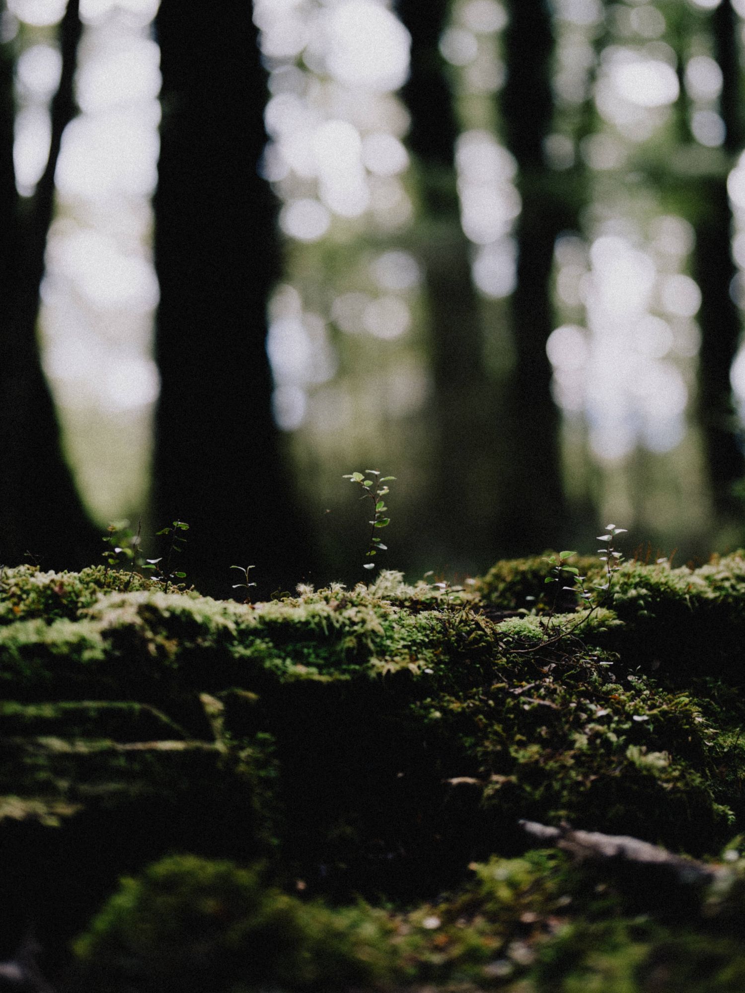 Close-up of tiny plants growing on mossy forest ground with blurred bokeh background.