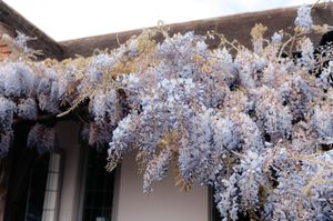 Delicate white wisteria flowers cascade from a wooden pergola creating an ethereal garden canopy.