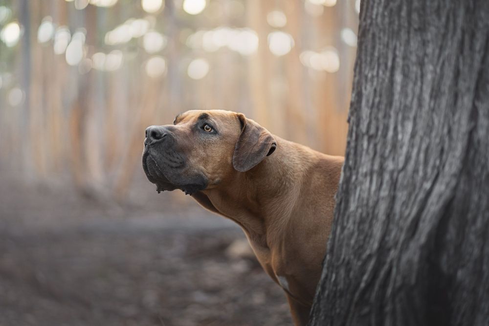 A majestic brown Boerboel dog peers around a tree trunk in a sunlit forest, gazing upward with curiosity.