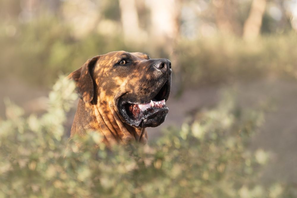 A Rhodesian Ridgeback dog with mouth open looks upward alertly among green bushes in natural outdoor setting.