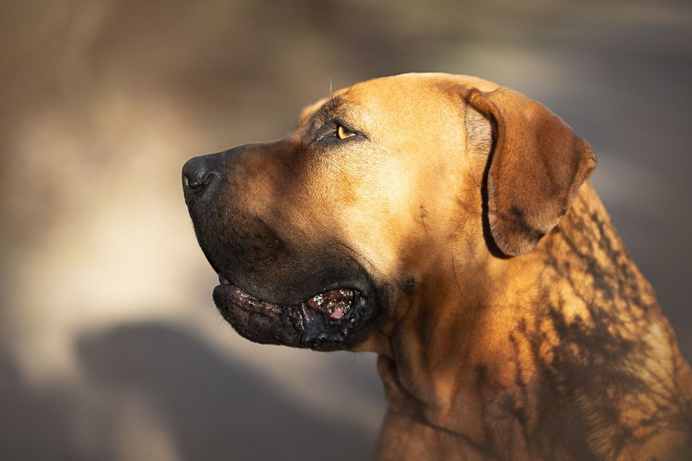 Close-up profile portrait of a Rhodesian Ridgeback dog with golden-brown coat in warm sunlight.