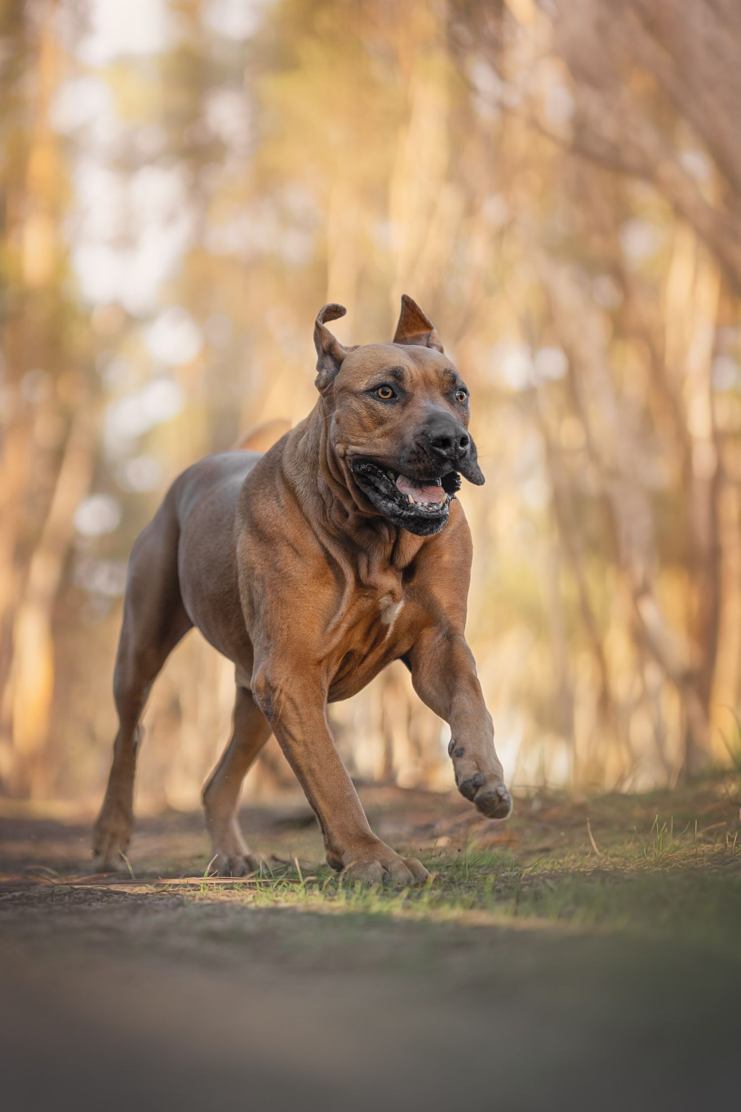 Whippet running through the forest in Melton