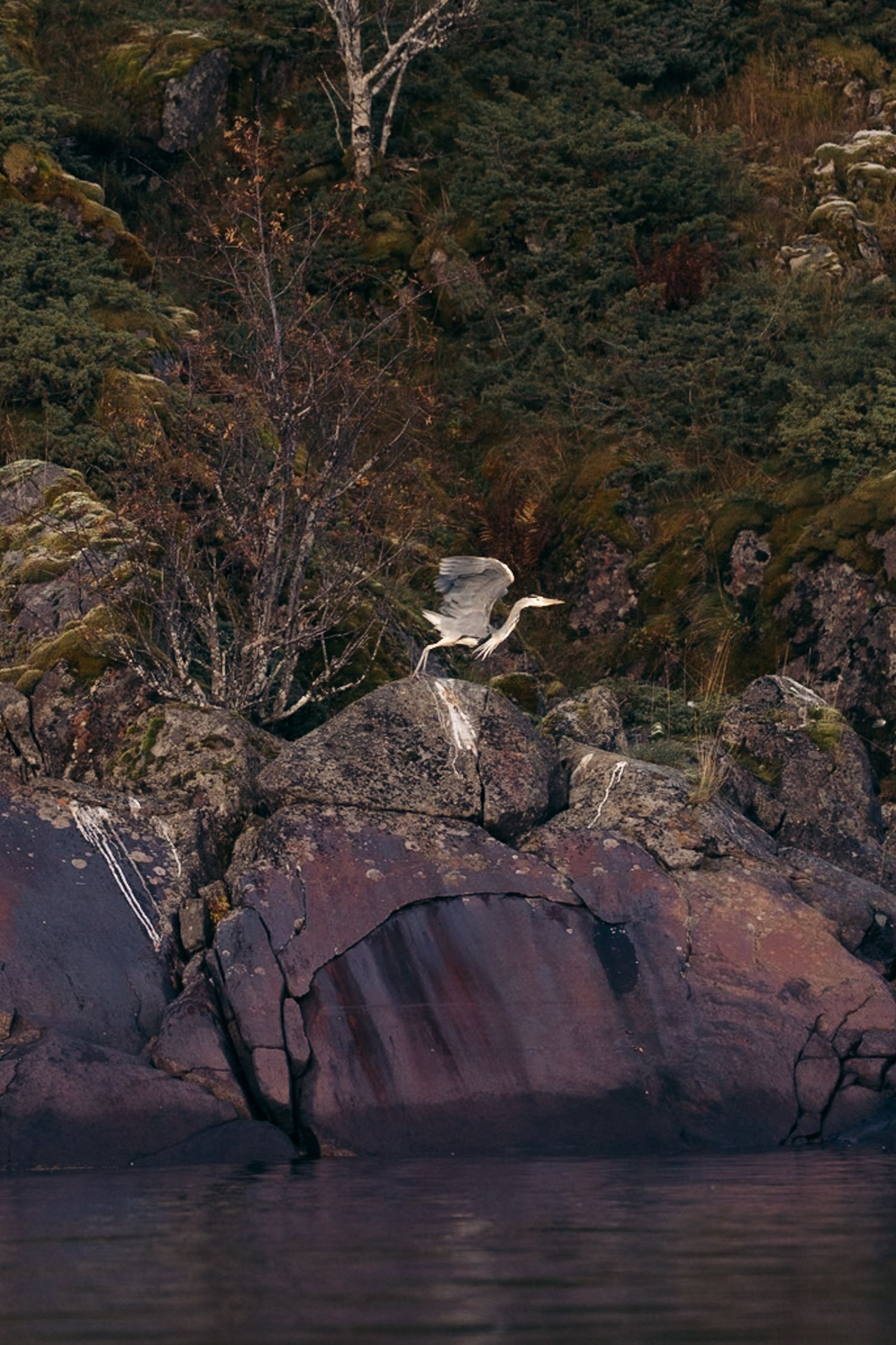héron qui s'envole