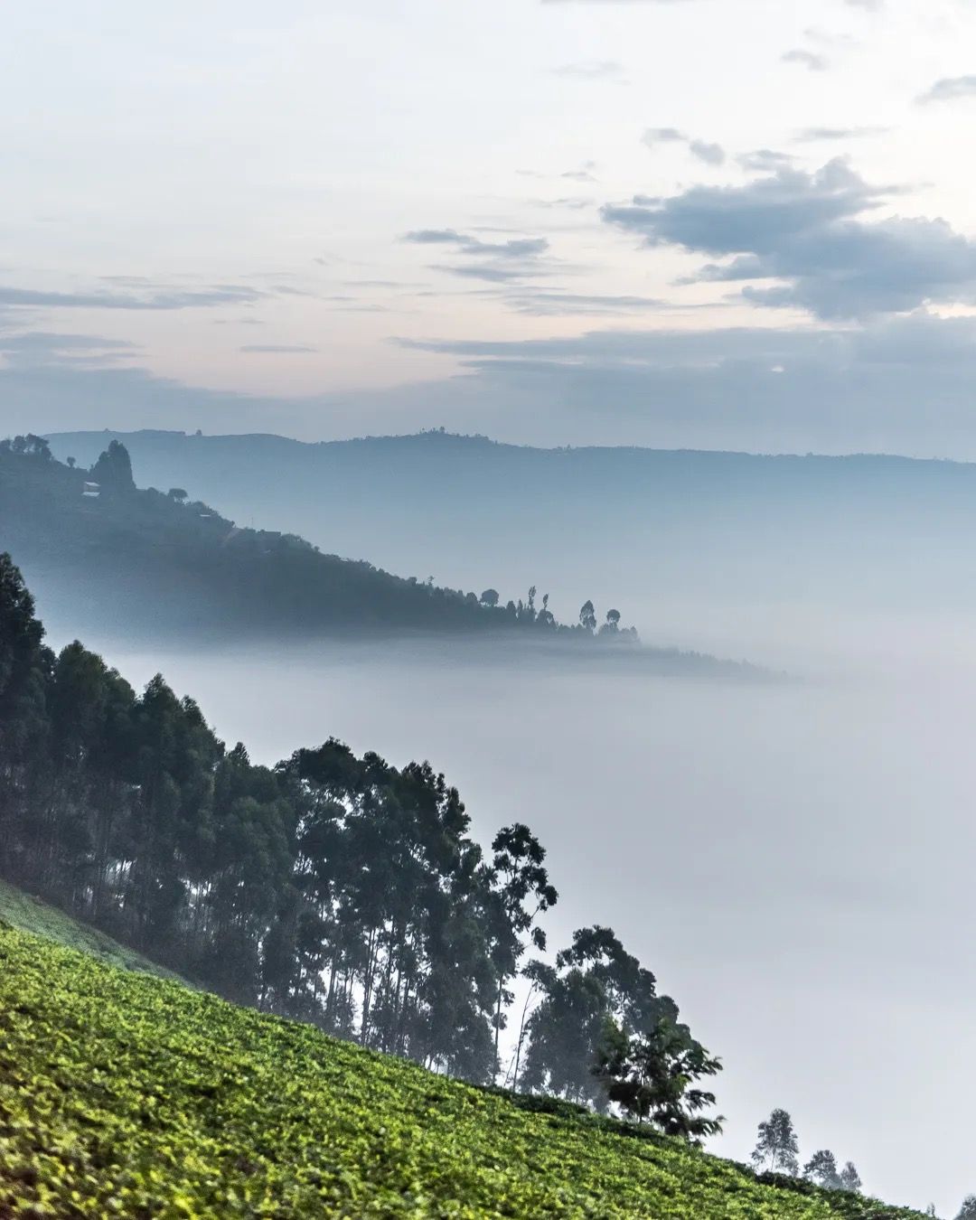 Early morning mist rolls over tea-covered hills, showing tranquil scenery, gentle light and highland nature.