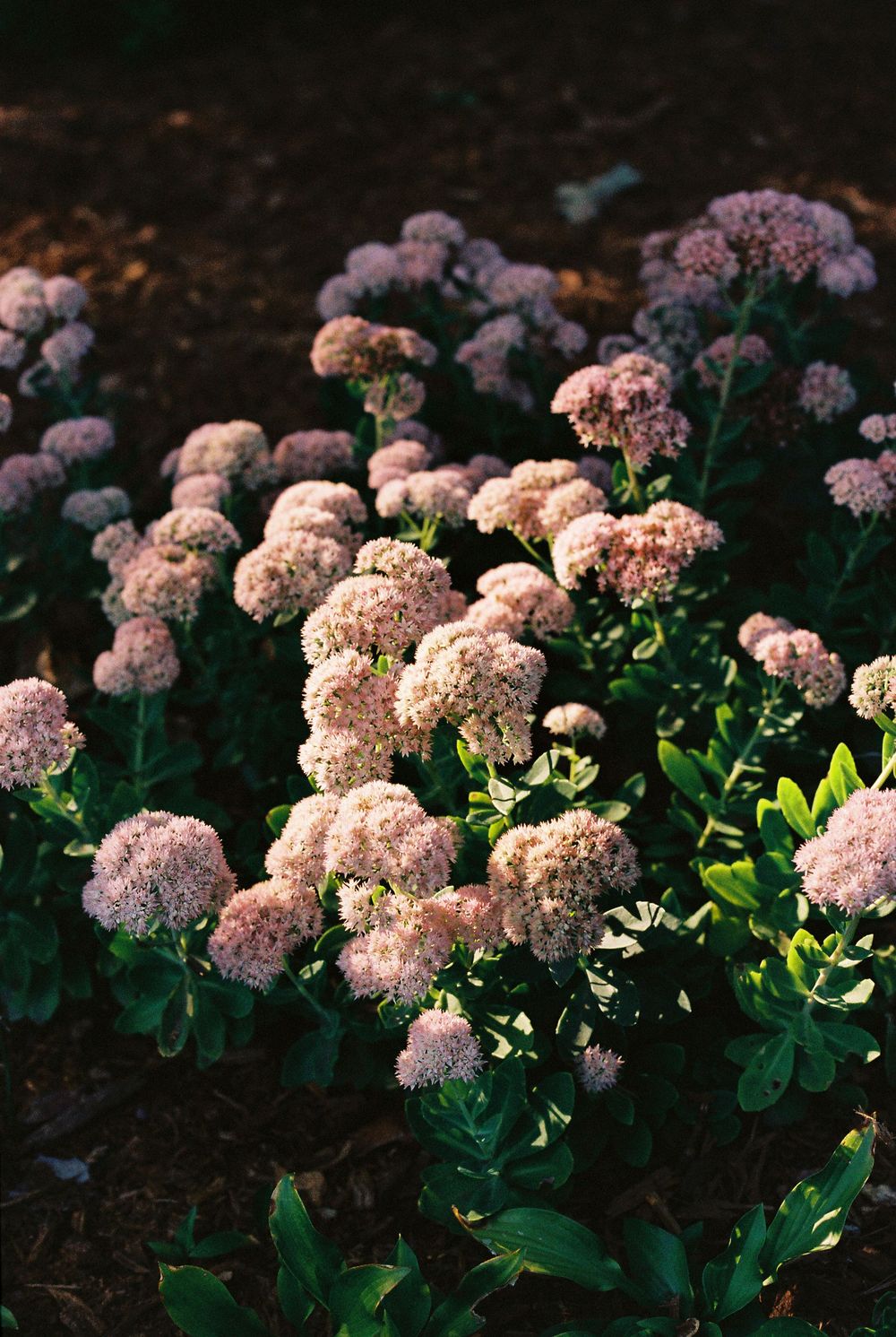 Blooming pink and peach hydrangea flowers with green foliage growing in a dark garden setting.
