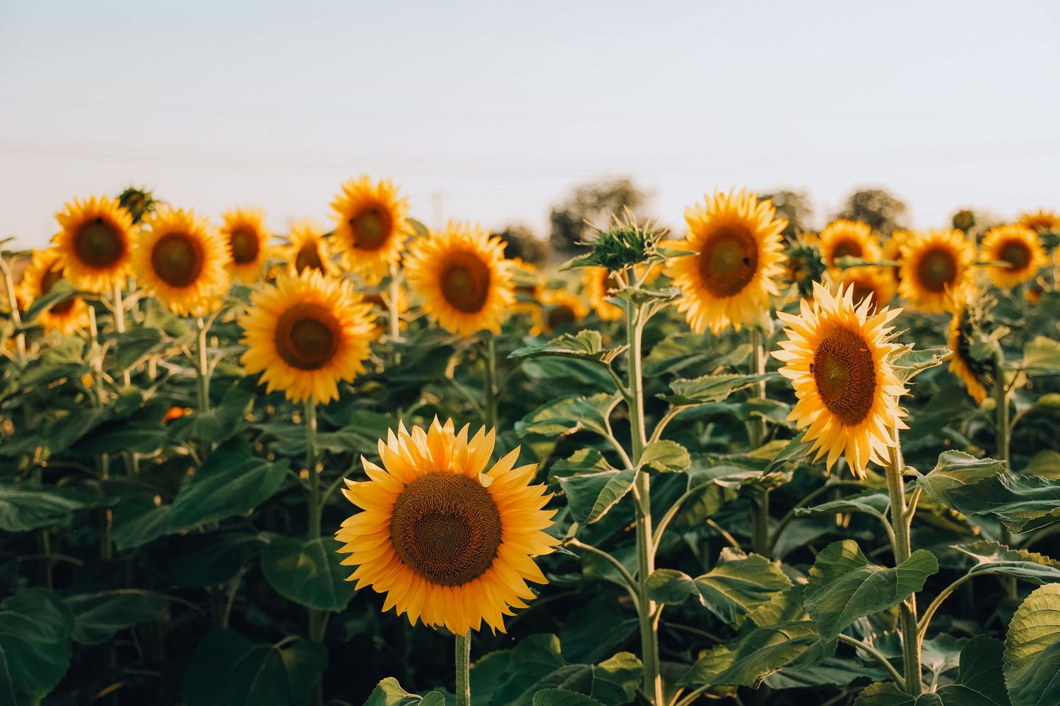 Field of vibrant yellow sunflowers with green leaves under a soft blue sky.