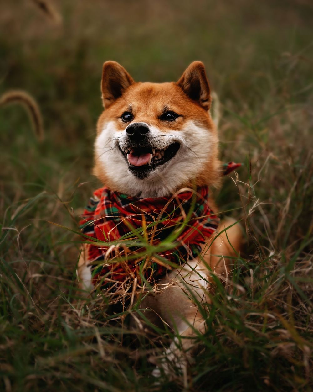 A happy Shiba Inu dog wearing a red plaid bowtie smiles while lying in grass during an outdoor photo session.