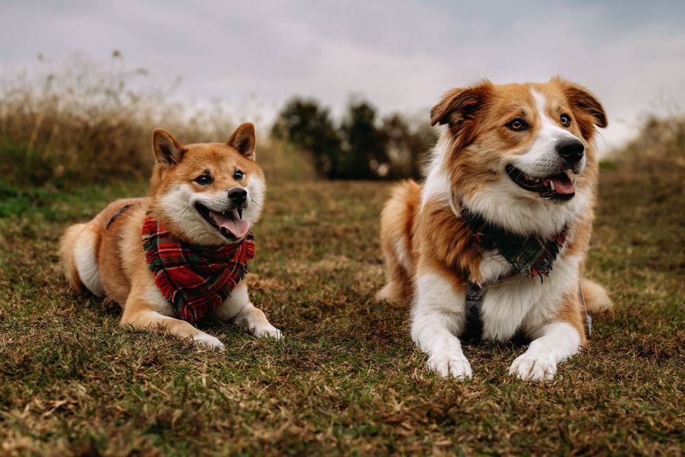 Brown and white Akita dog lying in grass with red bandana in series of connected photos.