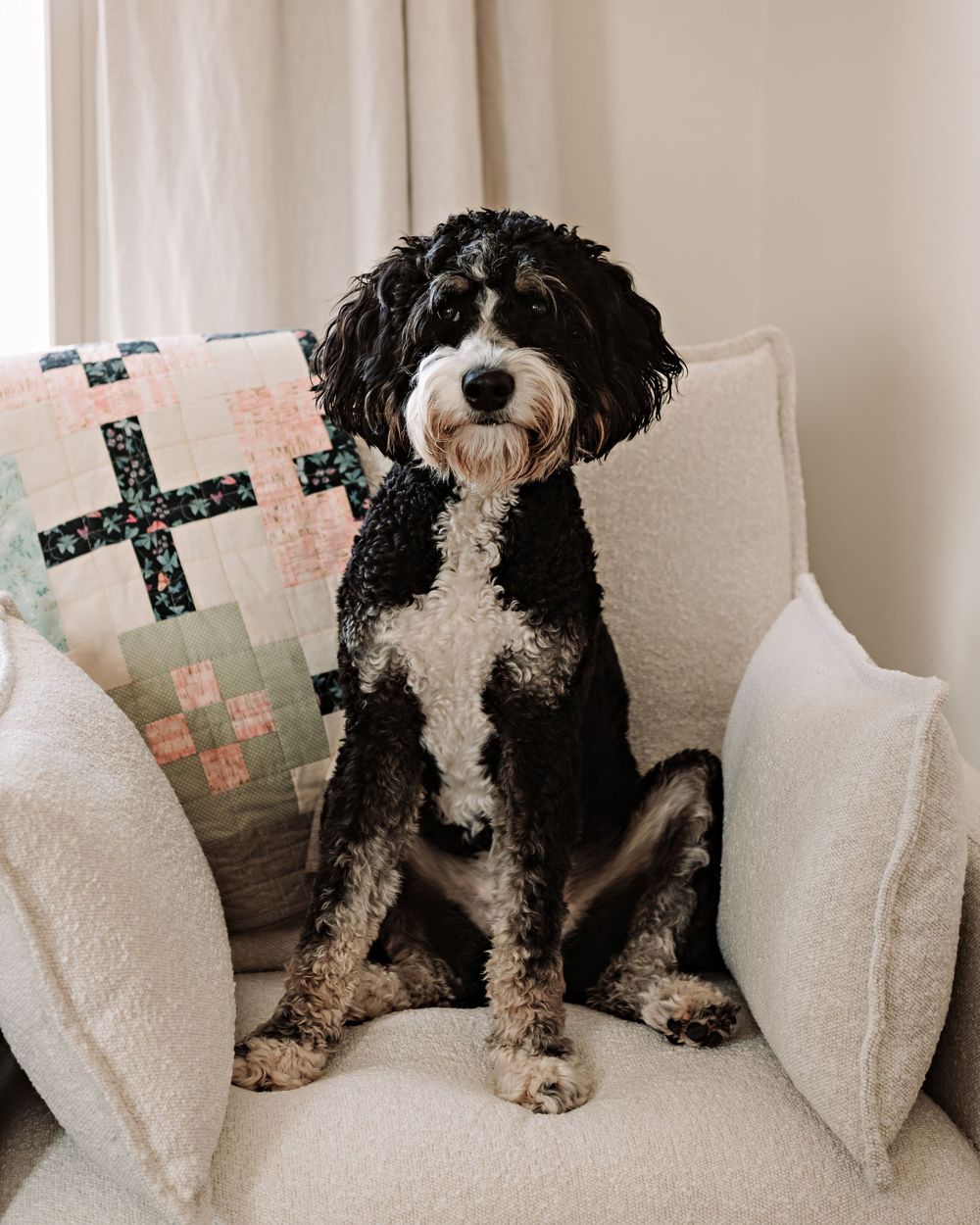 Black and white dog sitting on a cream-colored couch with decorative throw pillows.