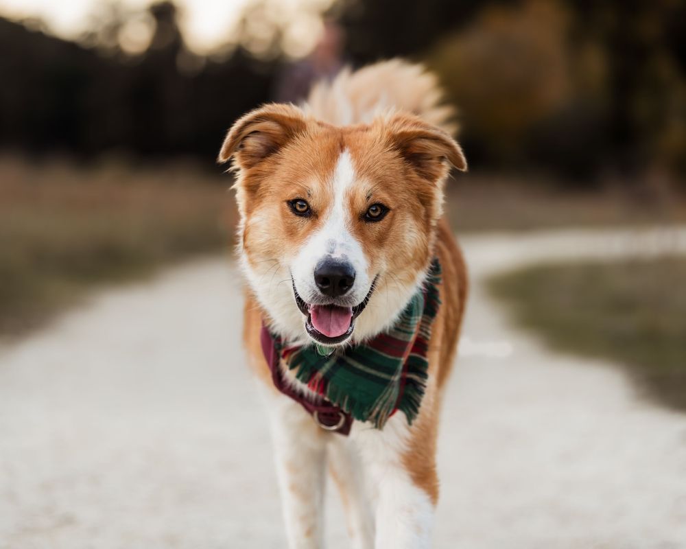 A playful corgi dog wearing a green bandana runs joyfully through a sunny outdoor setting.