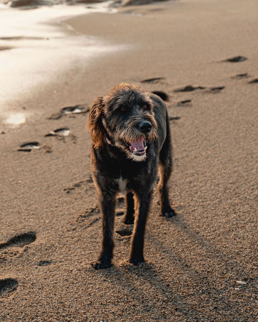 A wet black dog with shaggy fur walks along a sandy beach leaving footprints in its path.
