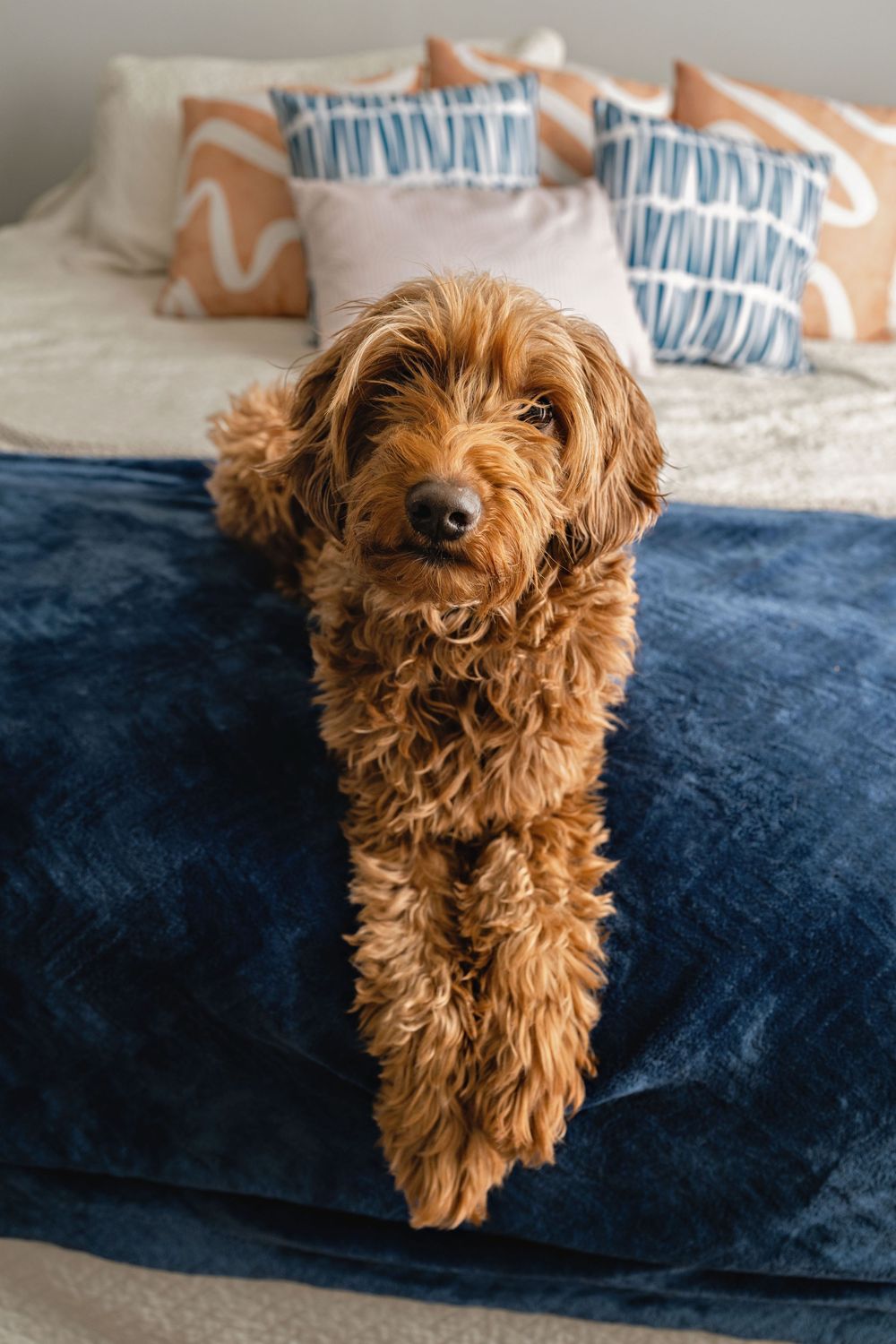 A golden brown Cavapoo dog with curly fur rests on a navy blue velvet couch with decorative pillows in the background.