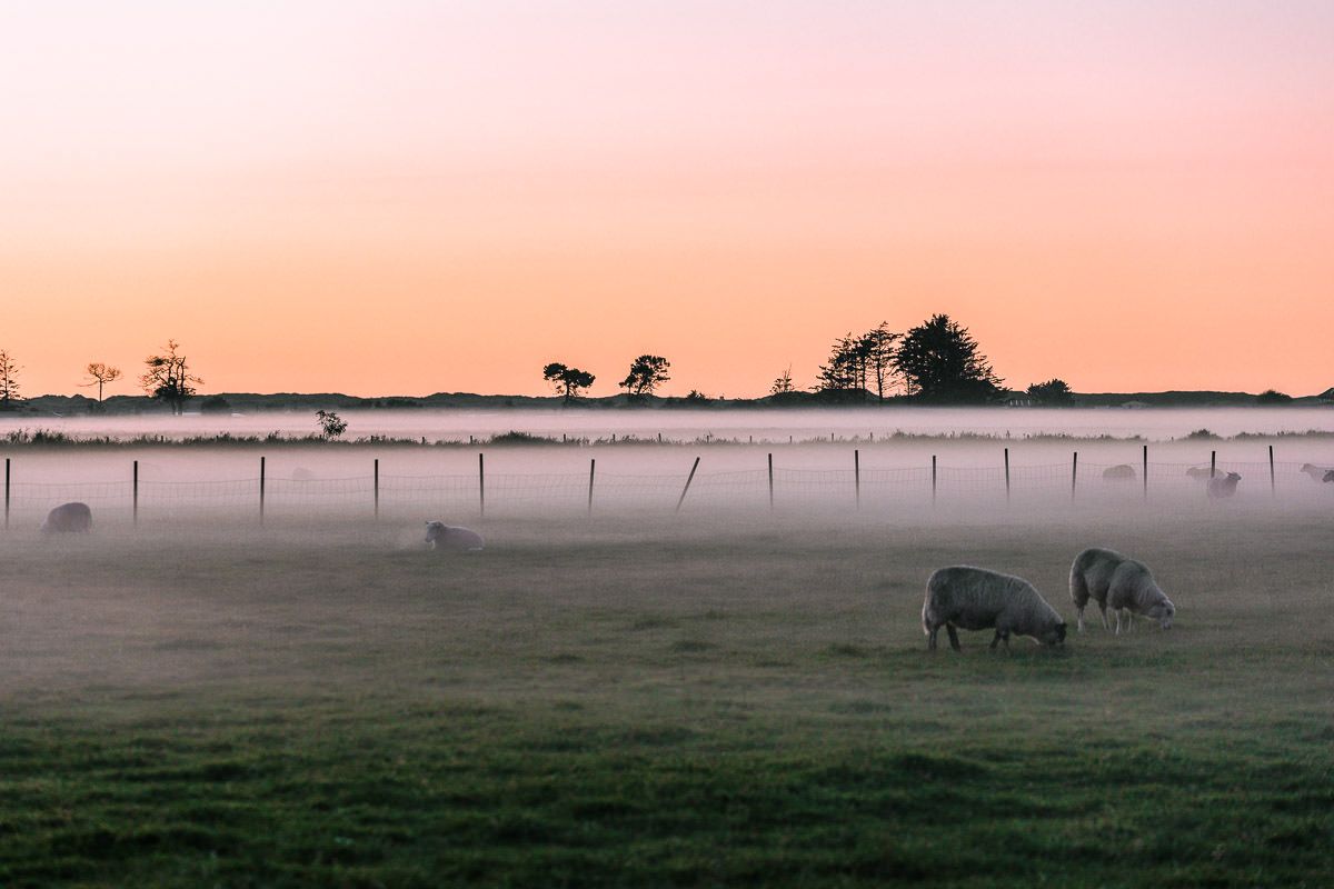 Solnedgang på Bore i Klepp, Rogaland. Noen sauer beiter på et jorde i tåke.