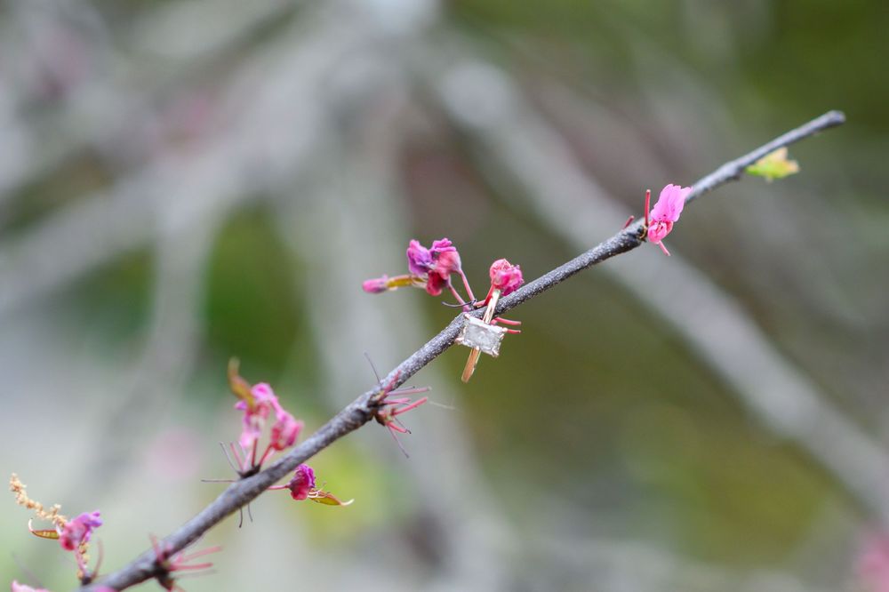 Close-up view of delicate pink cherry blossoms beginning to bloom on bare tree branches in springtime.