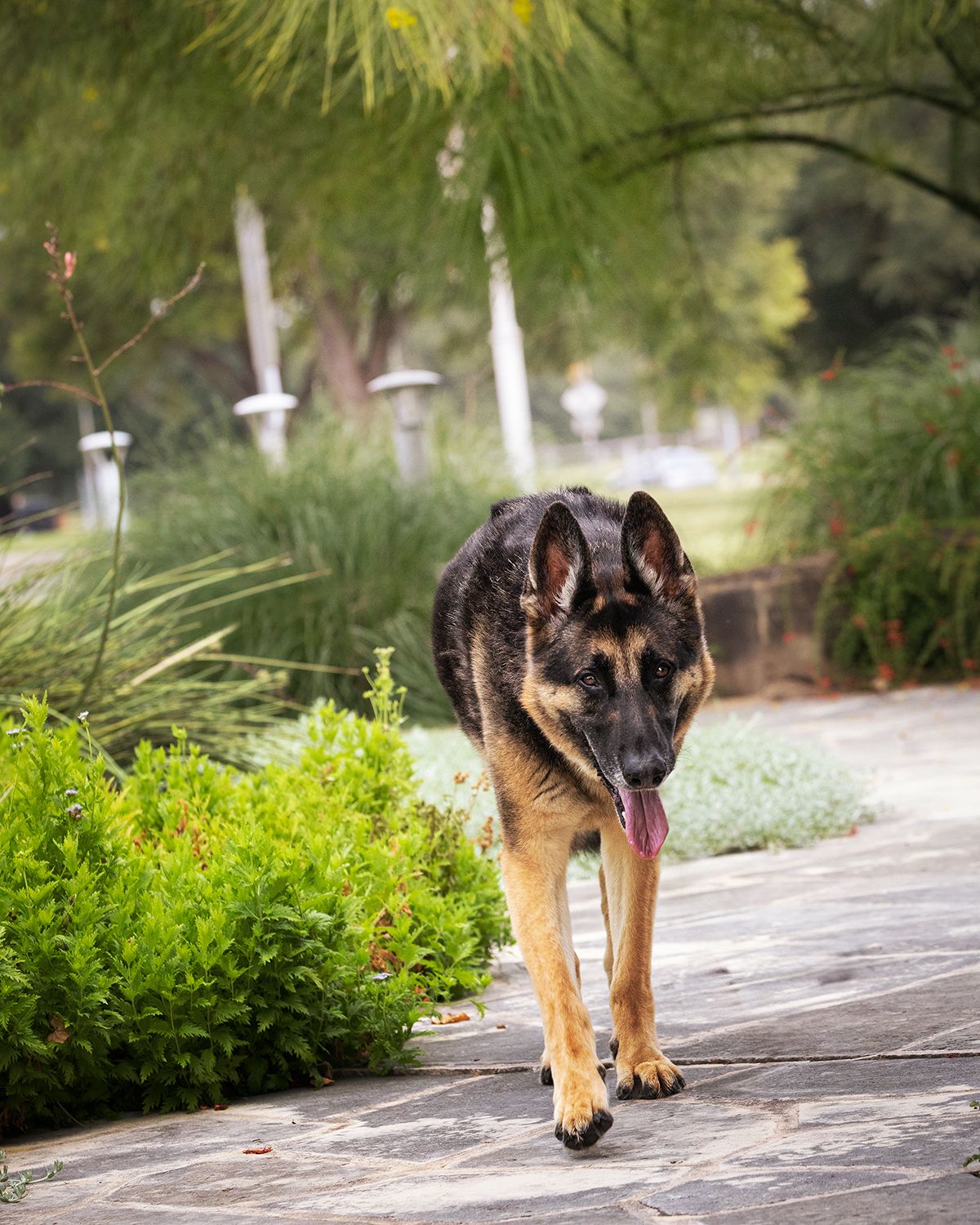 German Shepherd dog walking along a garden path with lush greenery and bushes in the background.