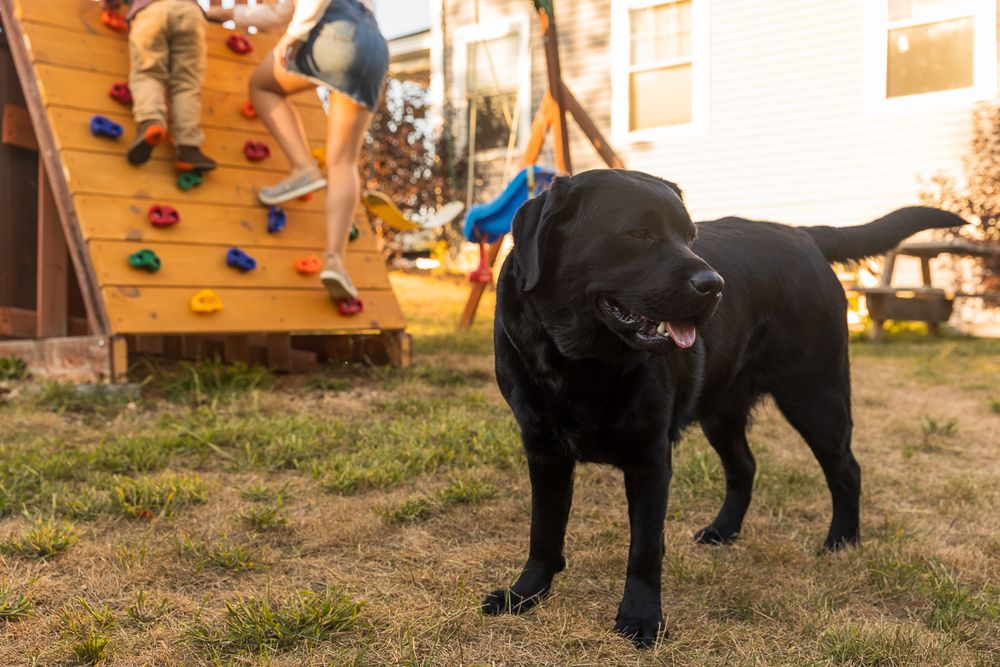 A black labrador retriever demonstrates a series of obedience training commands in an outdoor setting.